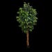Backyard Expressions Tree Ficus 71 in.