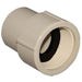 Adapter 1/2 in. FPT CPVC