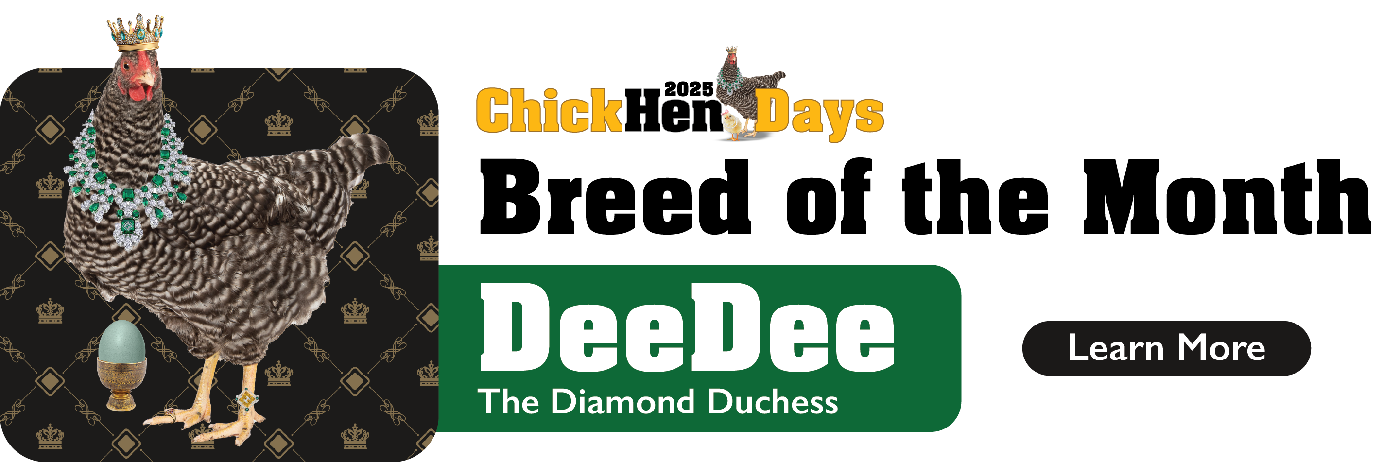 ChickHen Days Breed of the Month: DeeDee The Diamond Duchess