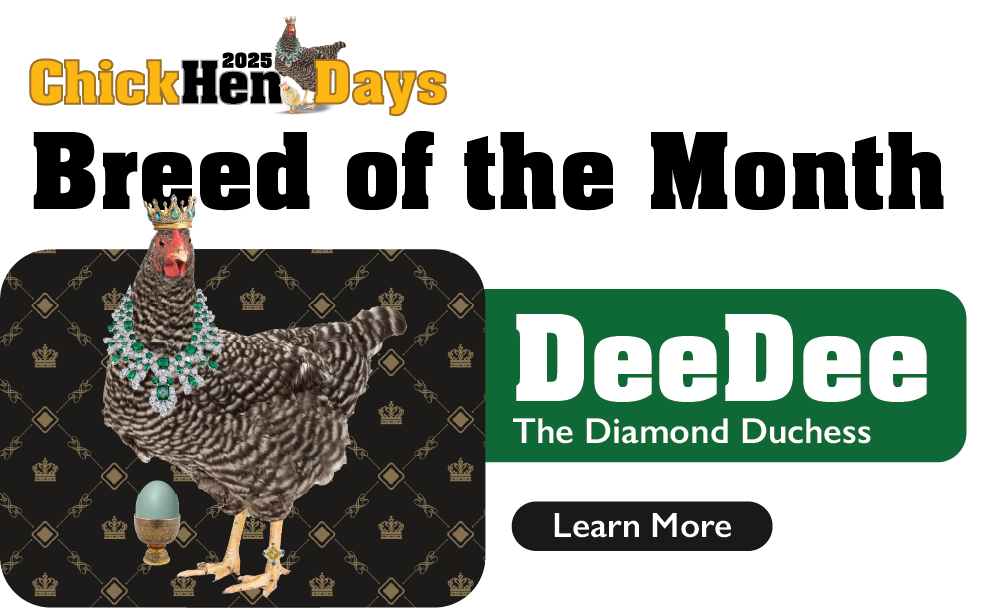 ChickHen Days Breed of the Month: DeeDee The Diamond Duchess