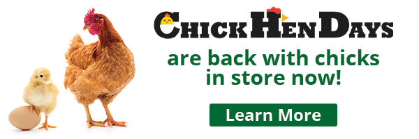 ChickHen Days are back with chicks in store now! Learn More