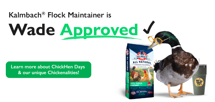 Kalmbach Flock Maintainer is Wade Approved! Learn more about ChickHen Days & our unique Chickenalities!