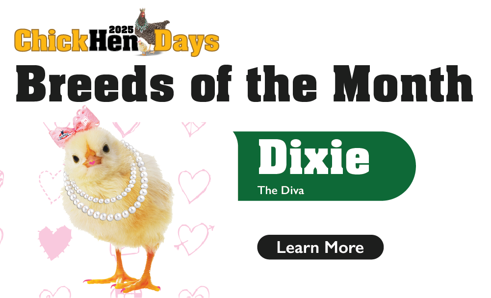 ChickHen Days Breed of the Month: Dixie The Diva. Learn More.