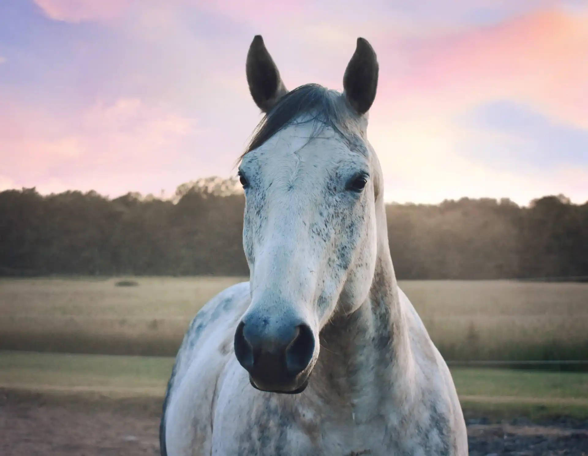 Equine Feed