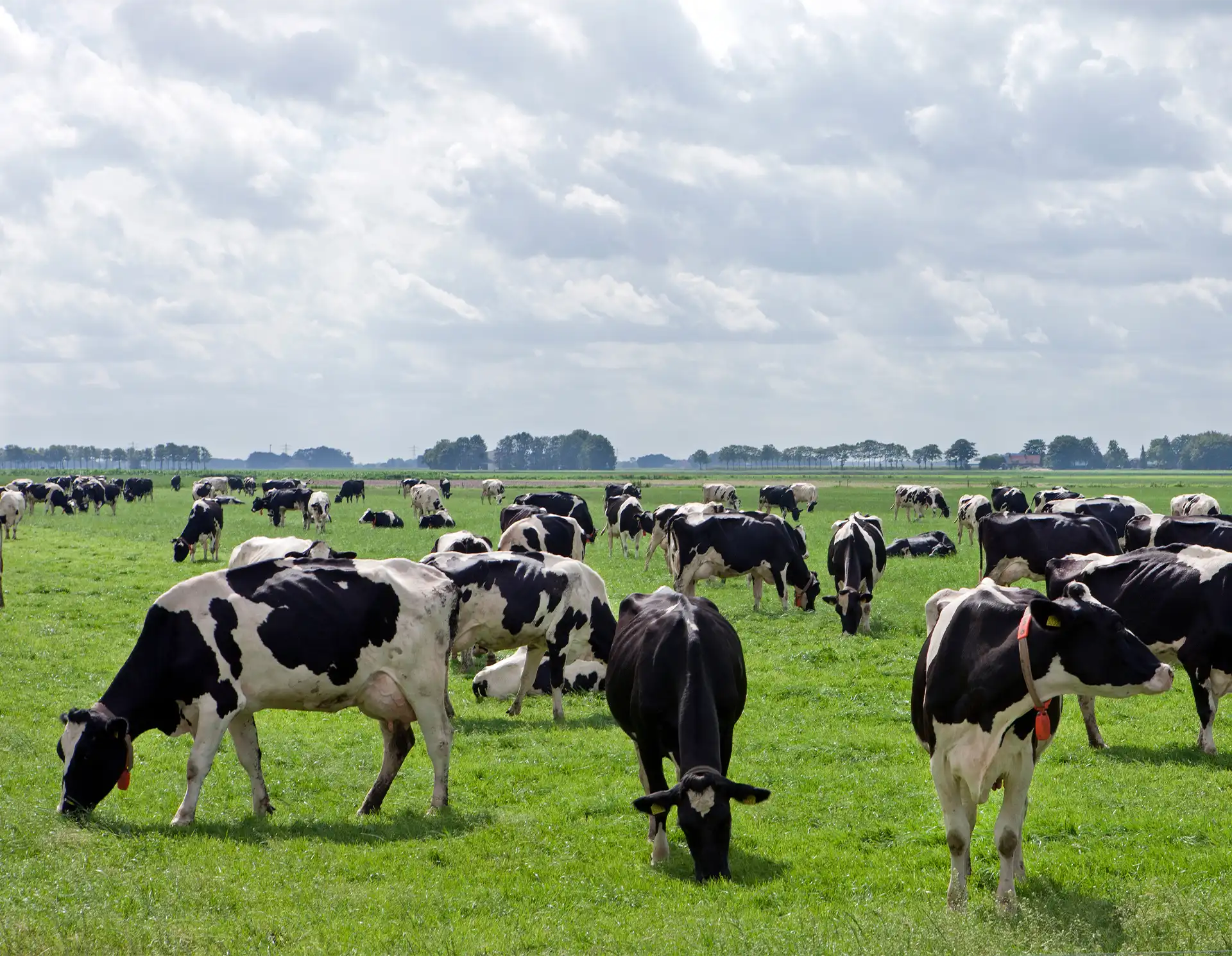 Livestock Feed