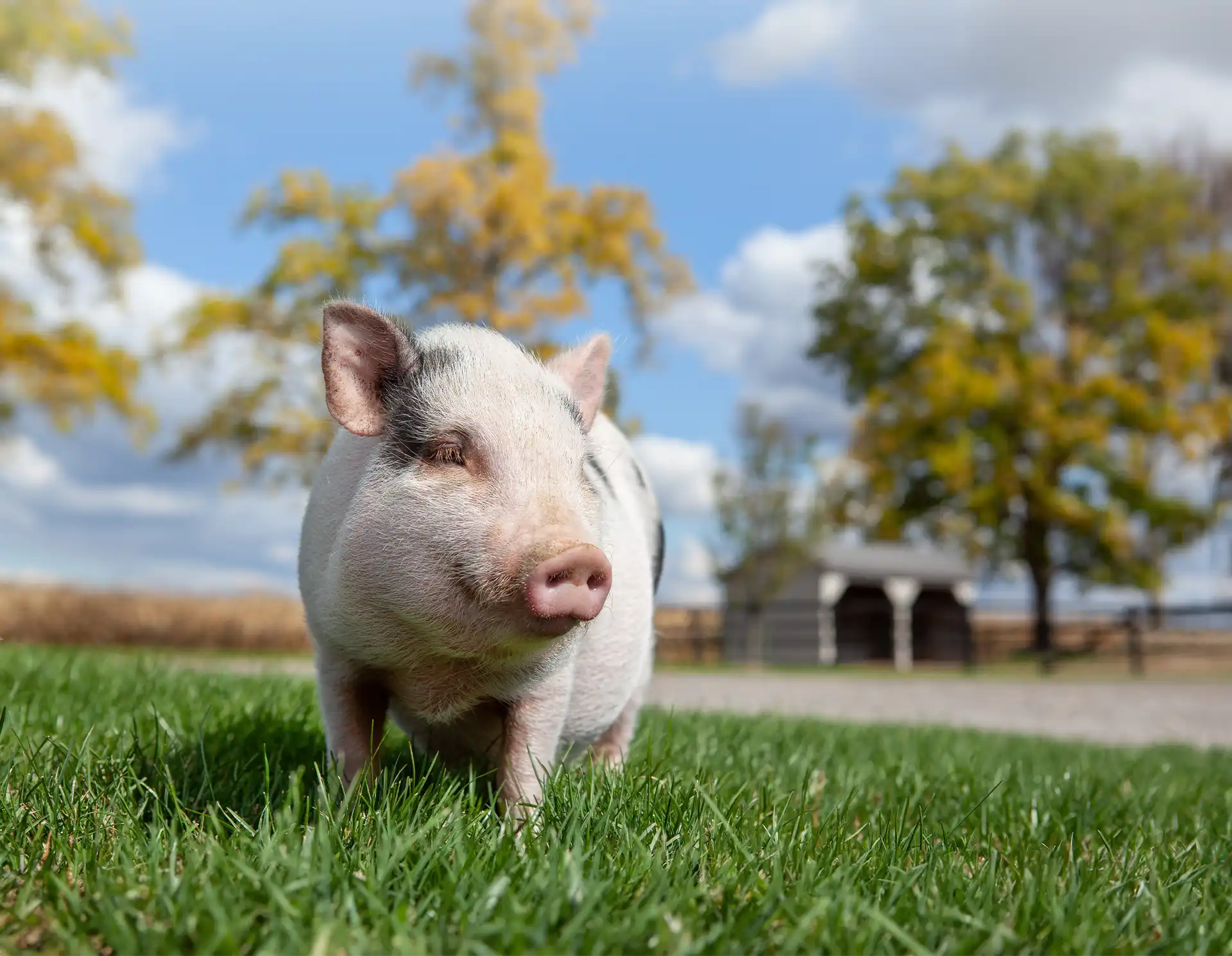 Pig Feed