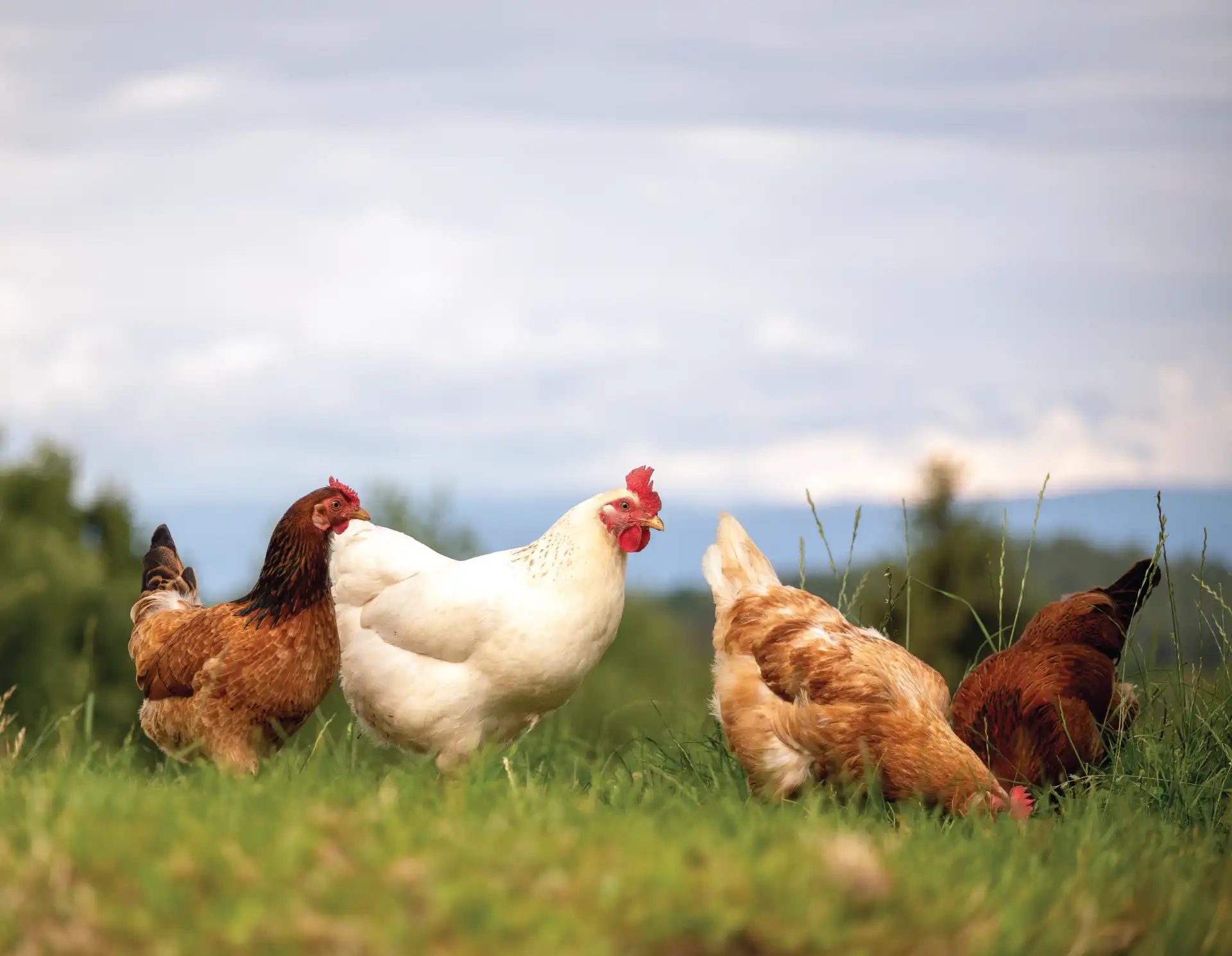 Poultry Feed