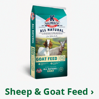 Sheep & Goat Feed