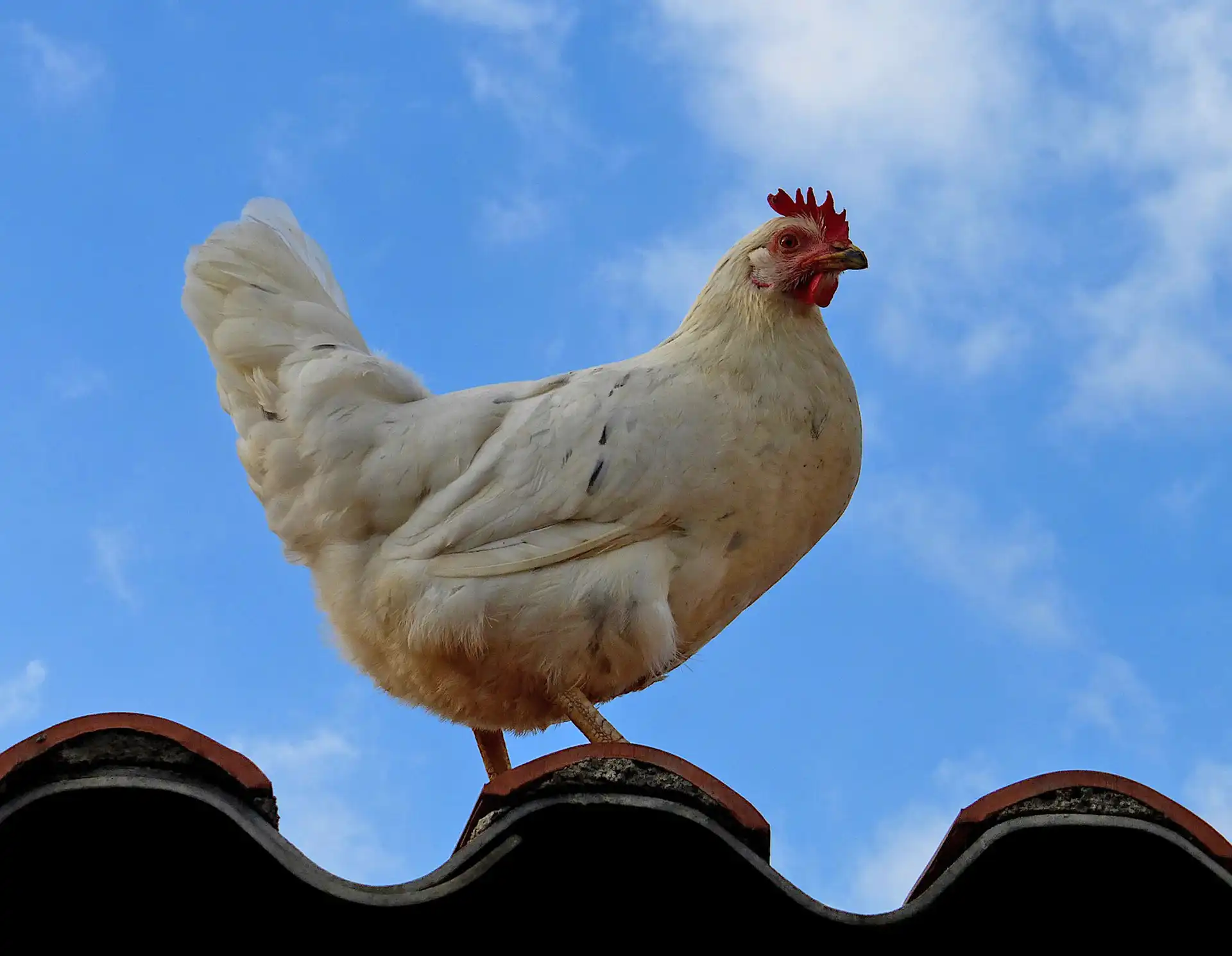 Poultry Feed
