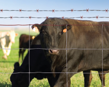 cattle standing behind fence with barbed wire