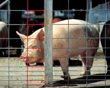 pig standing behind a fence panel