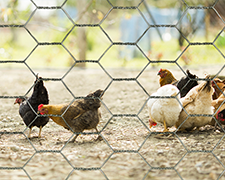 flock of chickens behind poultry fencing