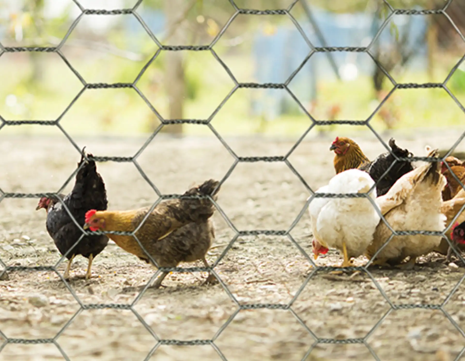Chicken wire lifestyle photo