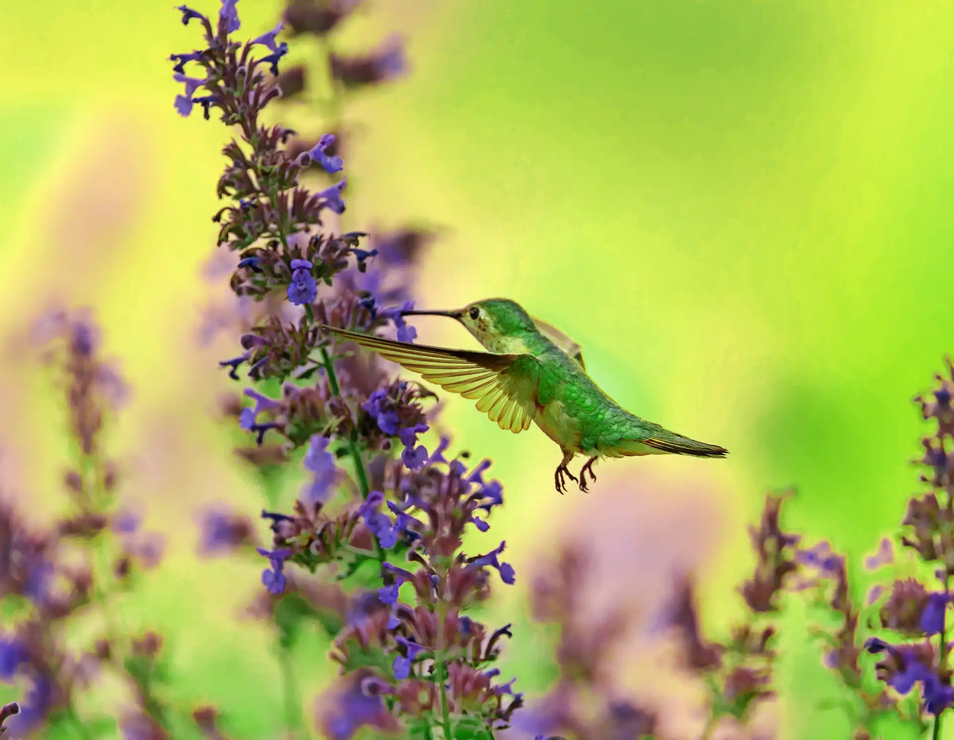 Hummingbird against green blurred background