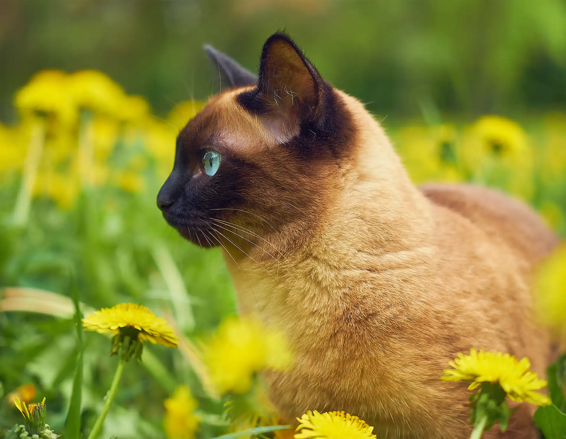 Cat in field of dandelions
