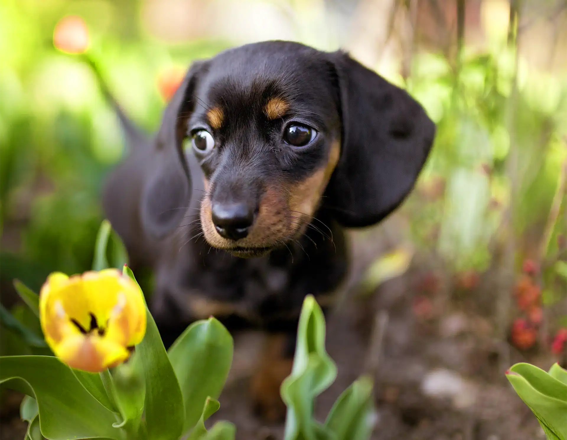 Dog in flower garden