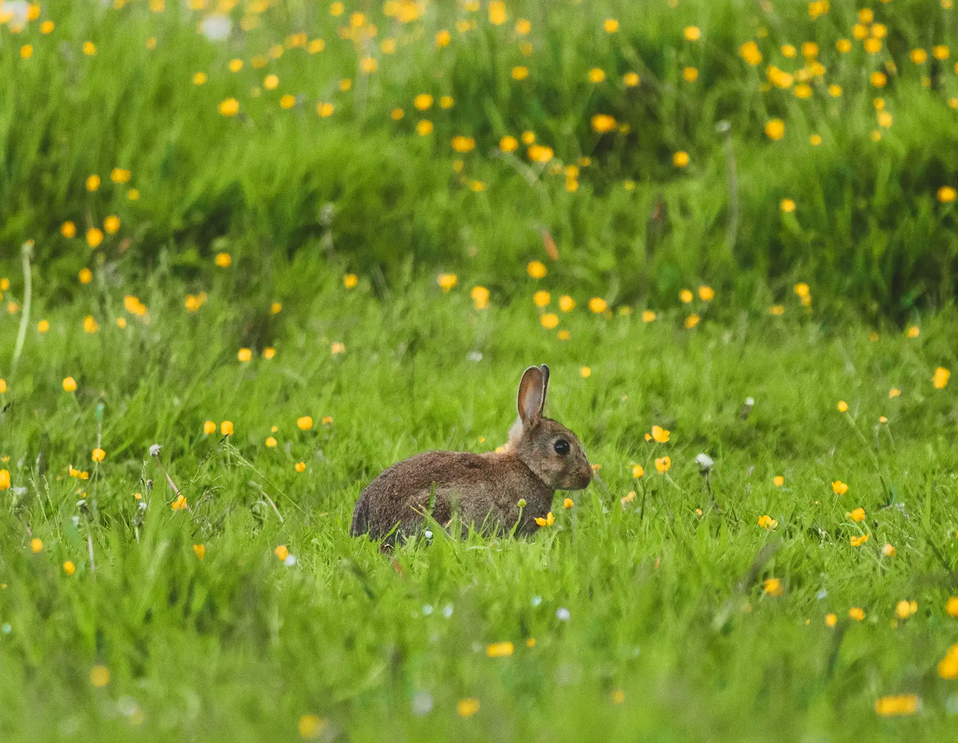 Rabbit in field of dandelions