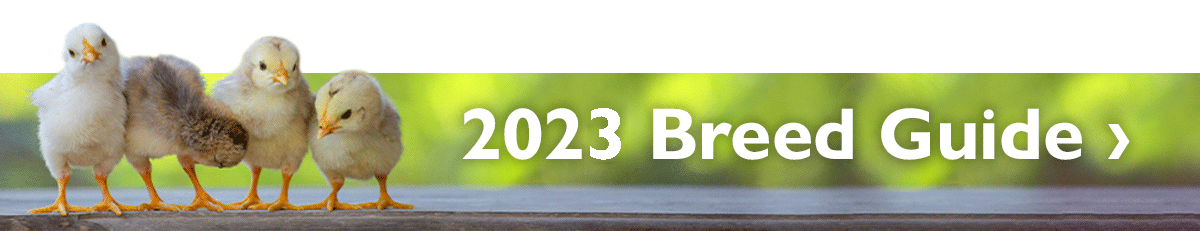 2022 Breed Guide