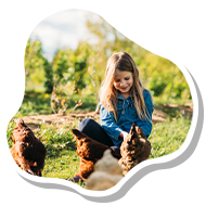 Girl feeding hens, image in the shape of an egg