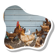 Flock of hens, image in the shape of an egg