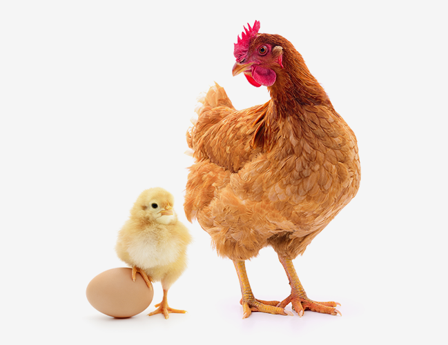 Baby chick standing next to an egg and a hen
