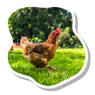 Hen walking through grass, image in the shape of an egg