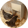 Hens using feeders
