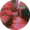 Baby chicks under a heat lamp
