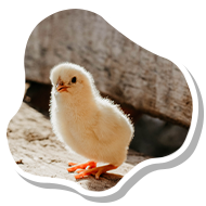baby chick, image in the shape of an egg