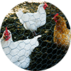 Chicken fencing lifestyle photo