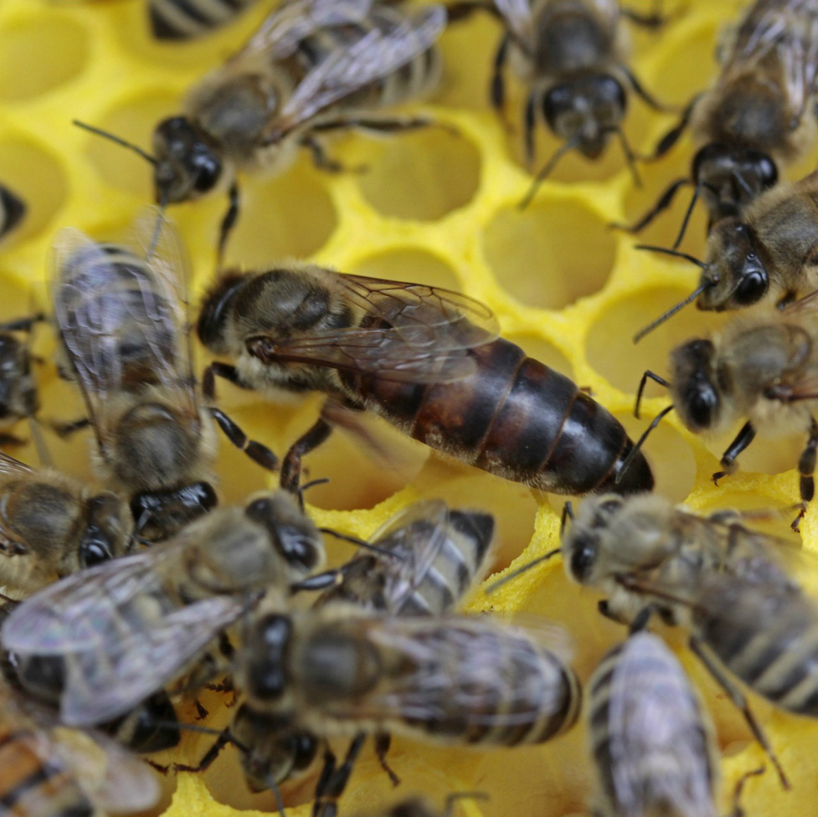 Carniolan bees on honeycomb, including the queen