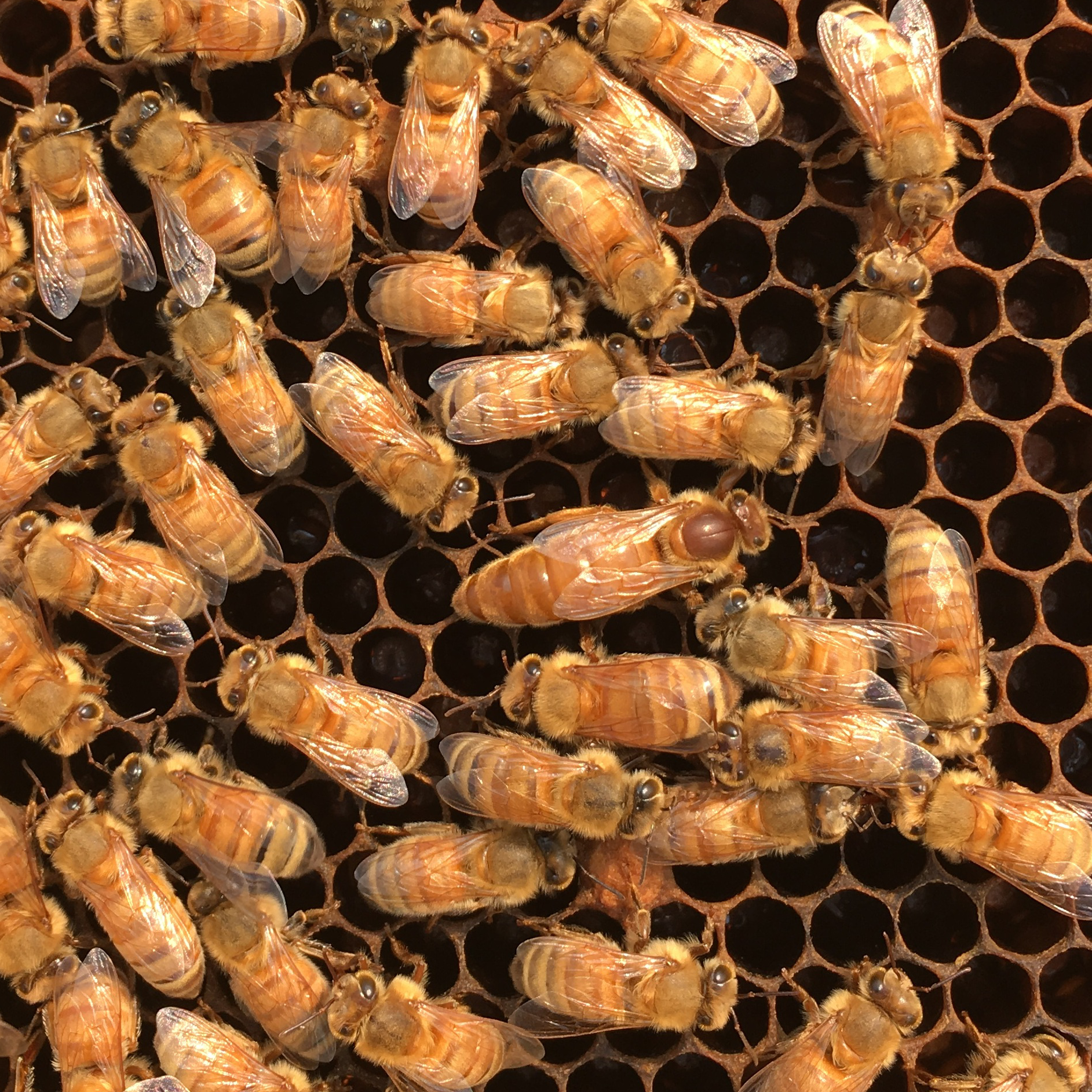 Italian bees on honeycomb, including the queen