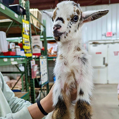 Baby goat in an FFH store aisle