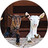 Goats in the snow