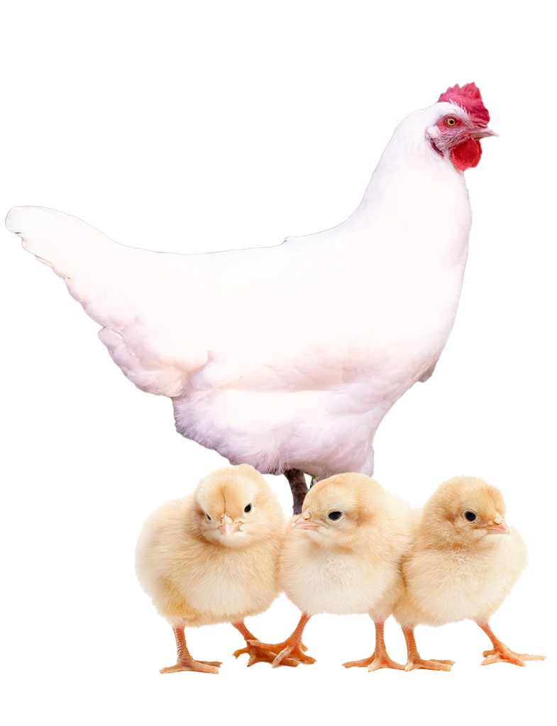 Blue Jersey Giant hen and chicks
