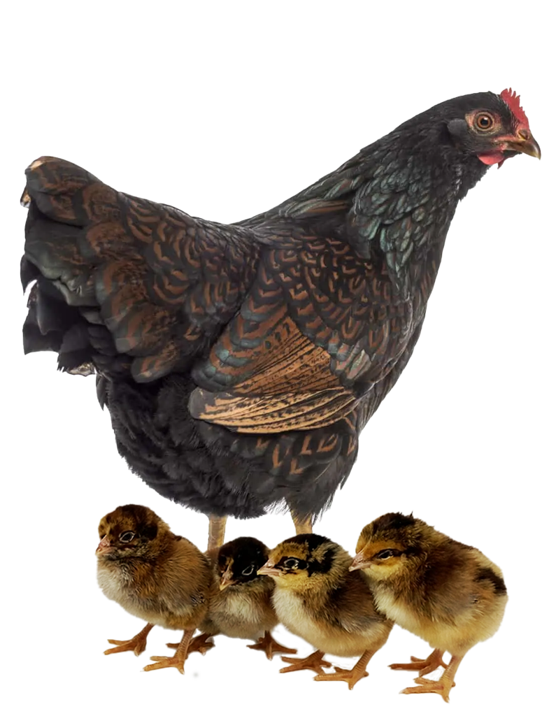 Barnevelder hen and chicks