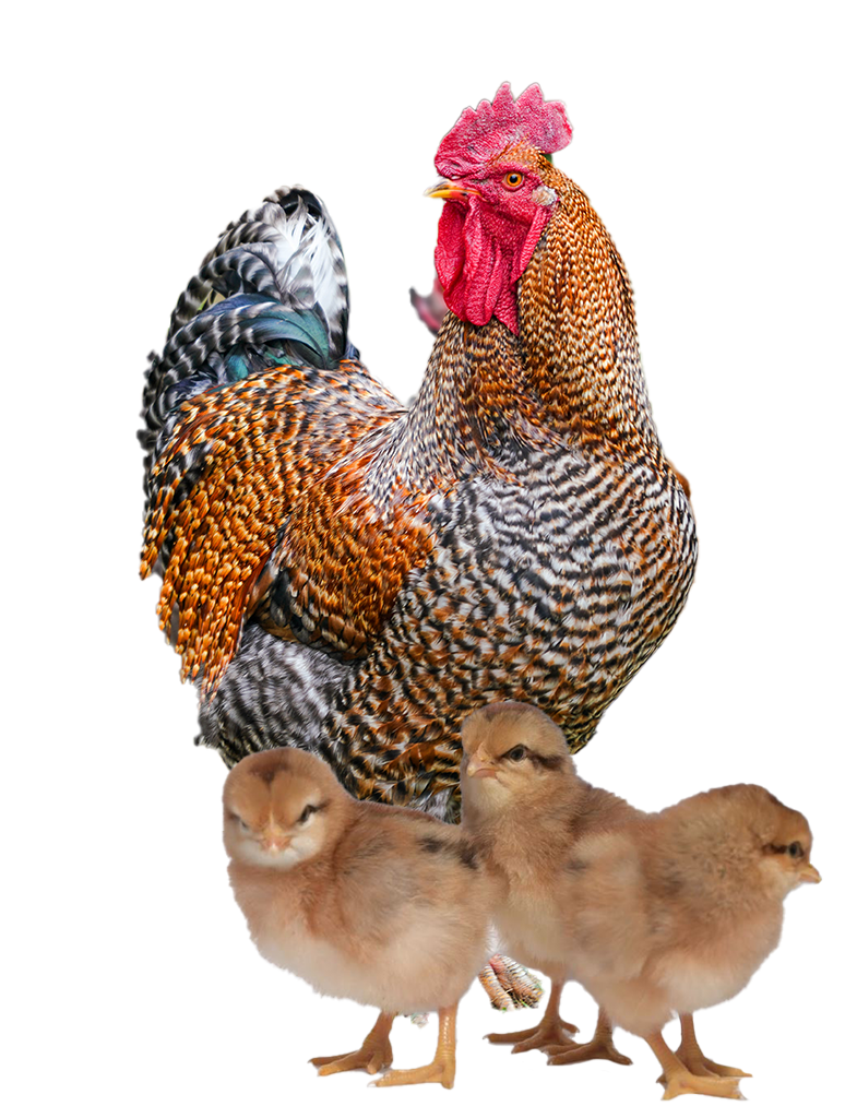 Bielefelder hen and chicks