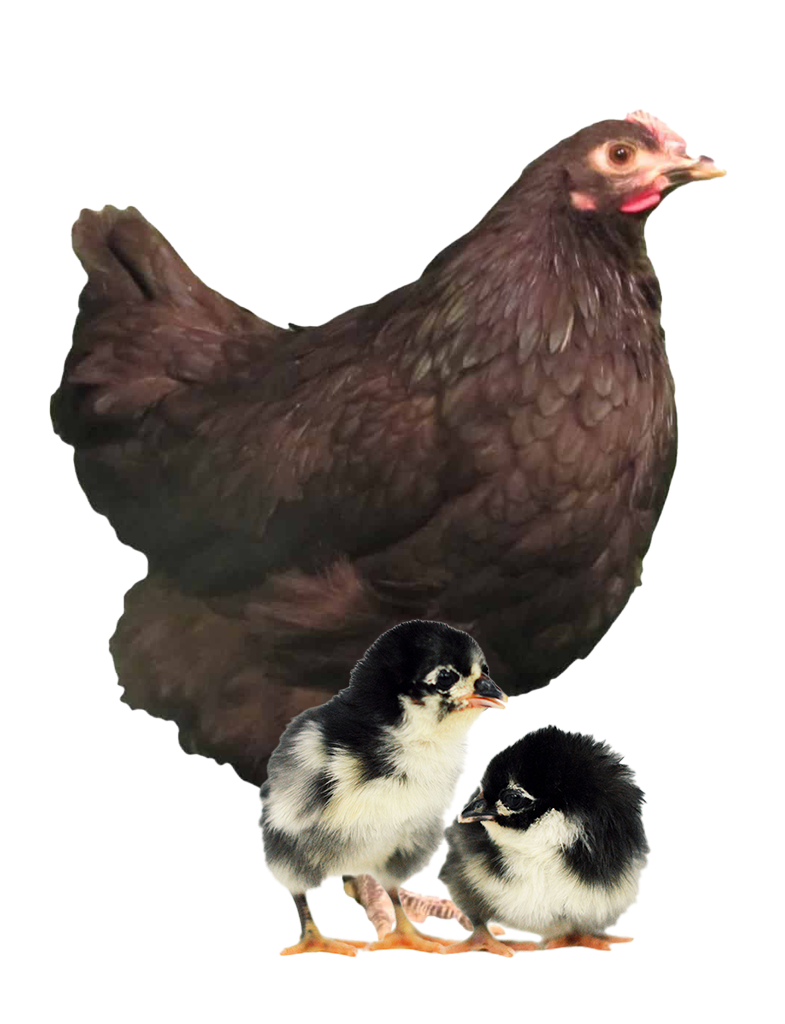 black australorp hen and chicks