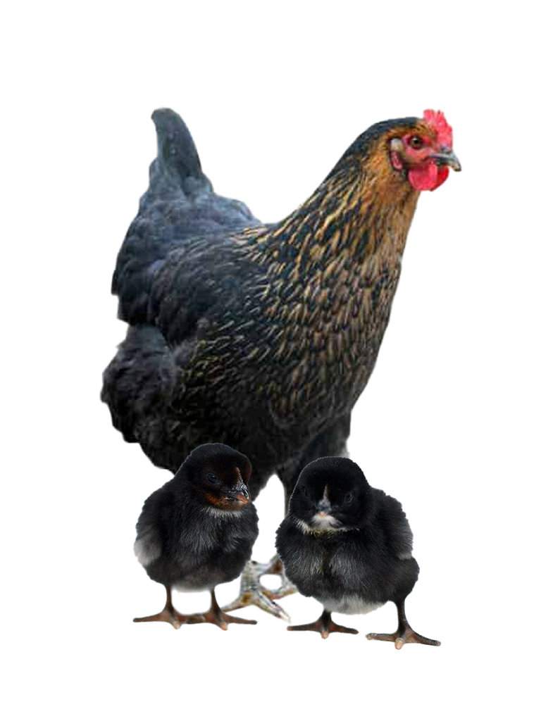 black sex link hen and chicks