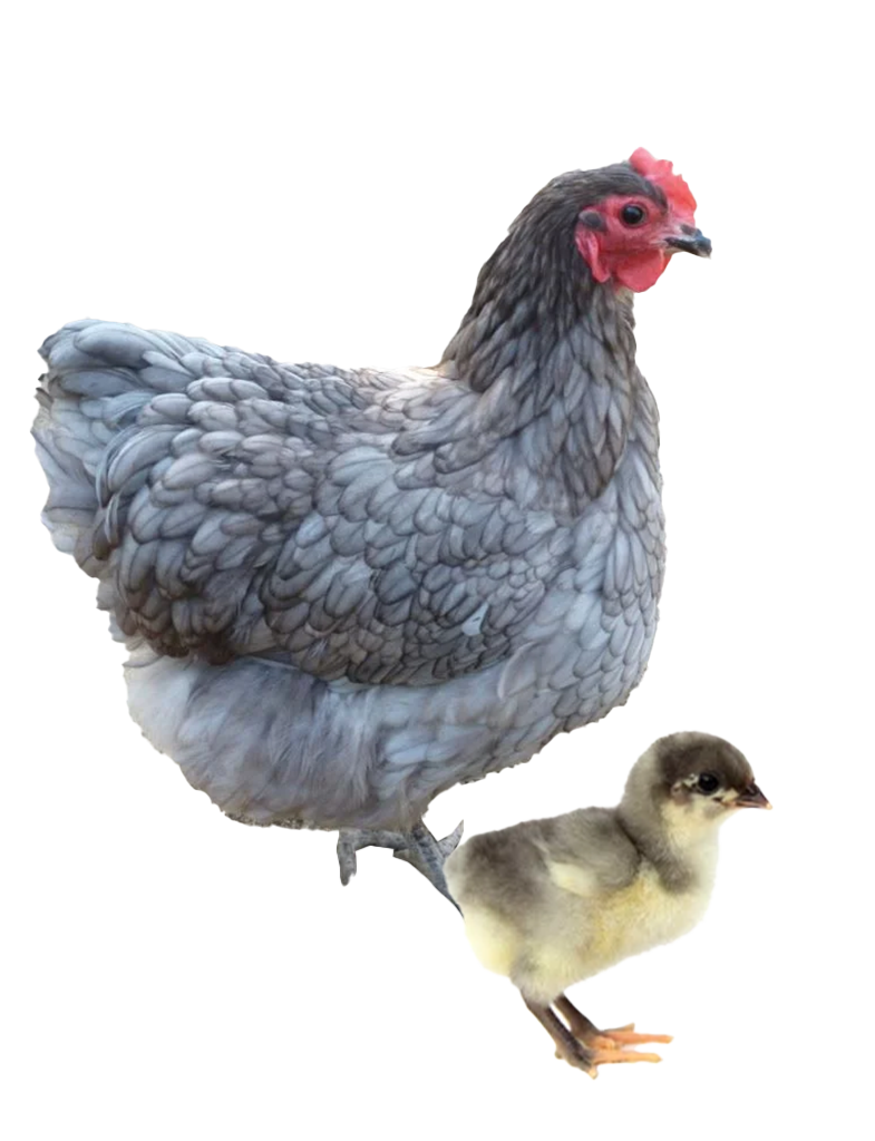 Blue Jersey Giant hen and chicks