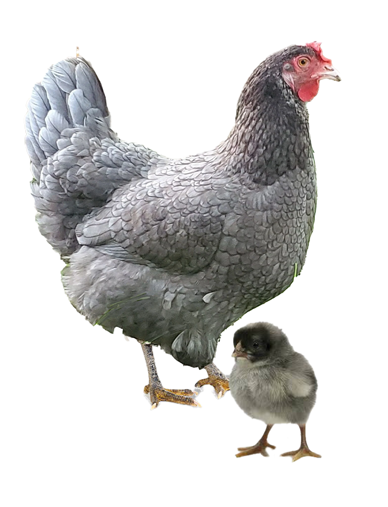 Blue Jersey Giant hen and chicks