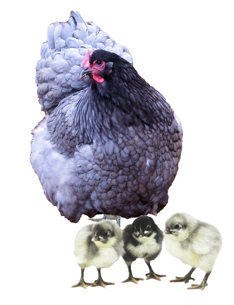 Blue Jersey Giant hen and chicks