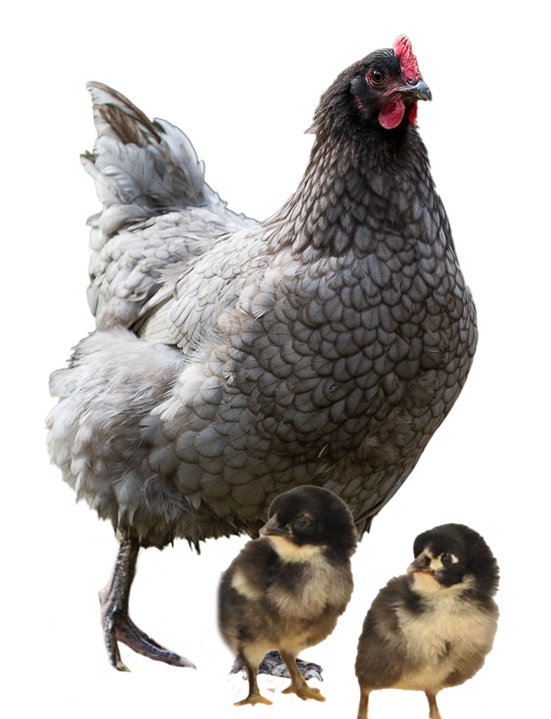 Blue Jersey Giant hen and chicks