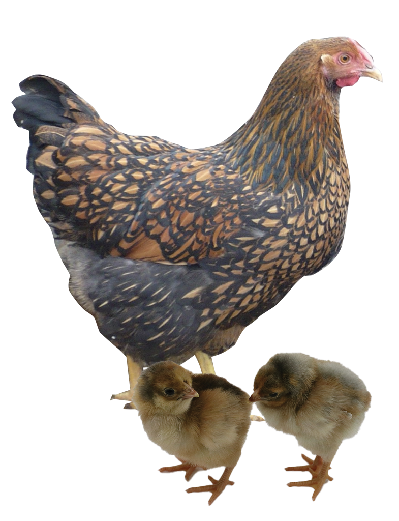 Blue laced gold wyandotte hen and chicks