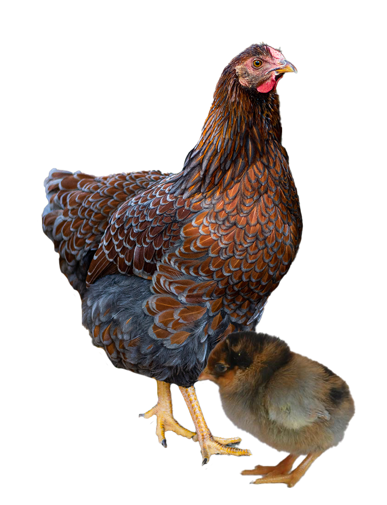 Blue Laced Red Wyandotte hen and chicks
