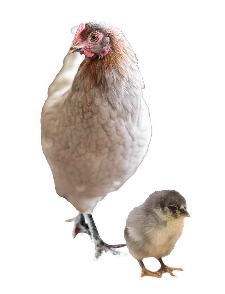 Blue Jersey Giant hen and chicks