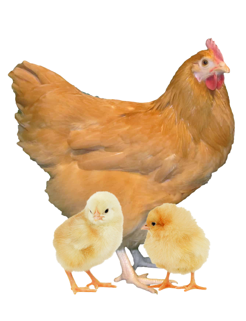 buff orpington hen and chicks