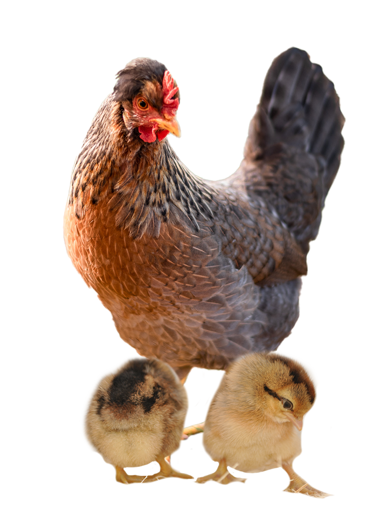 Cream Legbar hen and chicks