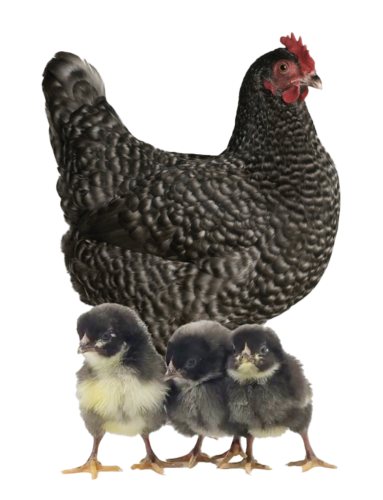 cuckoo maran hen and chicks