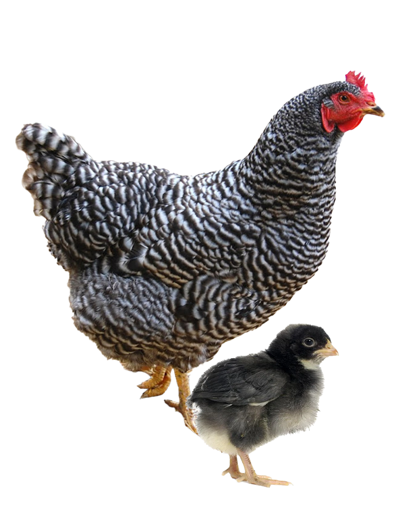 Blue Jersey Giant hen and chicks